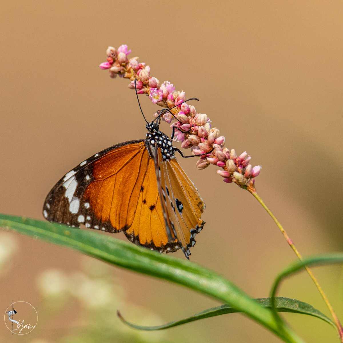 SyamPotturi's tweet photo. Plain tiger
Hyderabad

#TitliTuesday #Tuesday #indiAves #Butterflies #butterfly #nature #NaturePhotography #wild #flower #travel #outdoor https://t.co/qlzXu0iFyd