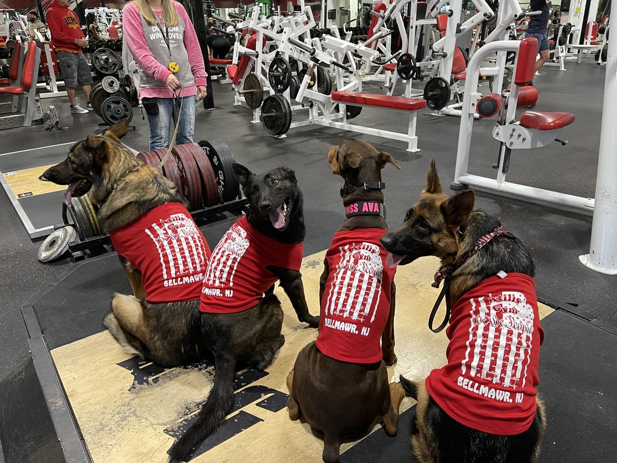 K9Standards's tweet photo. Training dogs at ⁦@TheAtilisGym in Bellmawr, NJ. Great job everyone! #WeThePeople https://t.co/bEhi7FCWFS