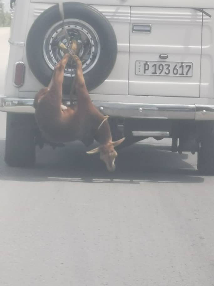 FiloProtector's tweet photo. 🚨🚨🚨DENUNCIO 🚨🚨🚨
Ya es costumbre levantarte y desayunarte como en Cuba se tratan a los animales y nadie toma conciencia por la falta de #Justicia, la foto es tomada desde Holguín, como si no tuviera suficiente espacio en la camioneta🤬 
BASTAAAAAAAA🤬 https://t.co/z9fPcrg1q2