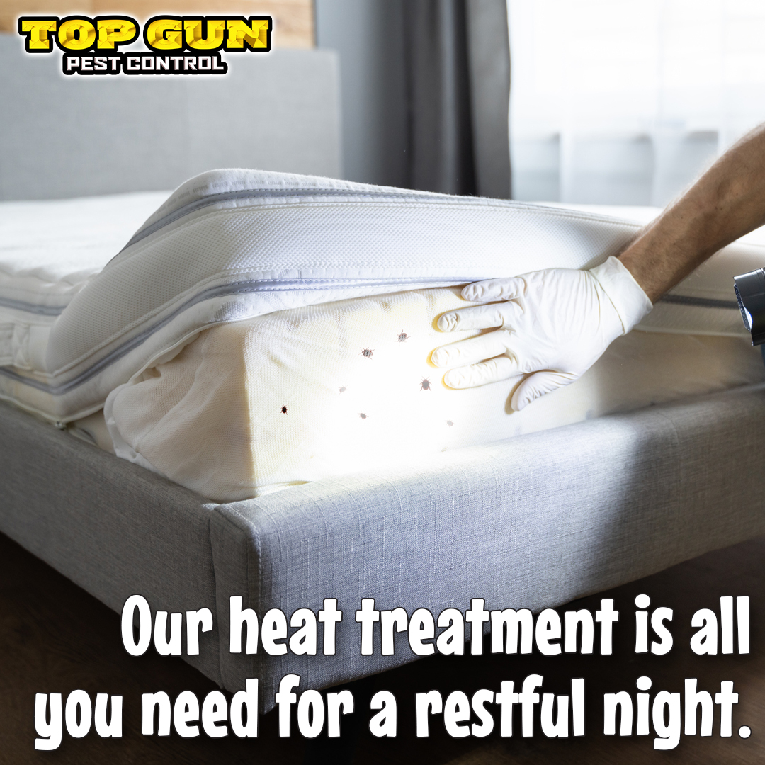 Top_Gun_Pest's tweet photo. Bedbugs be GONE! 🚫 

Our 🔥 Heat Assault 🔥 treatment is the best in the business 💯 and we are ready to serve you today. 👉🏻 Call us at (256) 234-7375 to schedule a treatment today. https://t.co/gSGIuolbcq