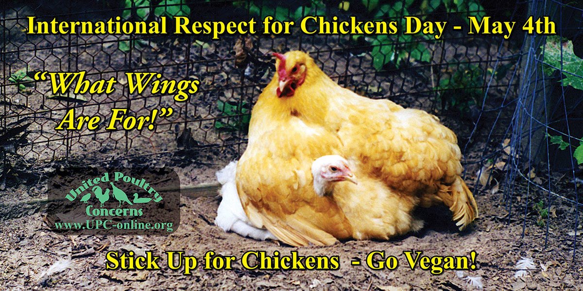 upcnews's tweet photo. News Release: International Respect For Chickens Day Celebrates Compassion for Chickens - United Poultry Concerns Urges Positive Action for Chickens in May https://t.co/CX17h4JCau https://t.co/aMPrKOuoO4