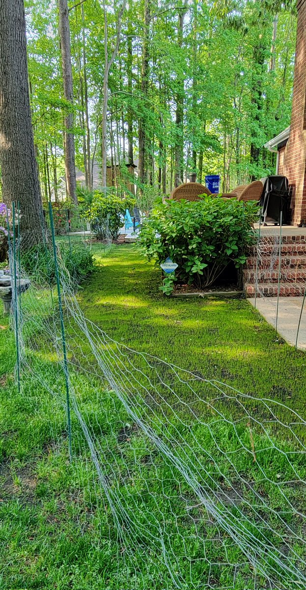 NoShirtFlipFlop's tweet photo. Seeded fescue starting to grow where sidewalk was removed.
#DoingDadStuff https://t.co/4iEsTLfdK1