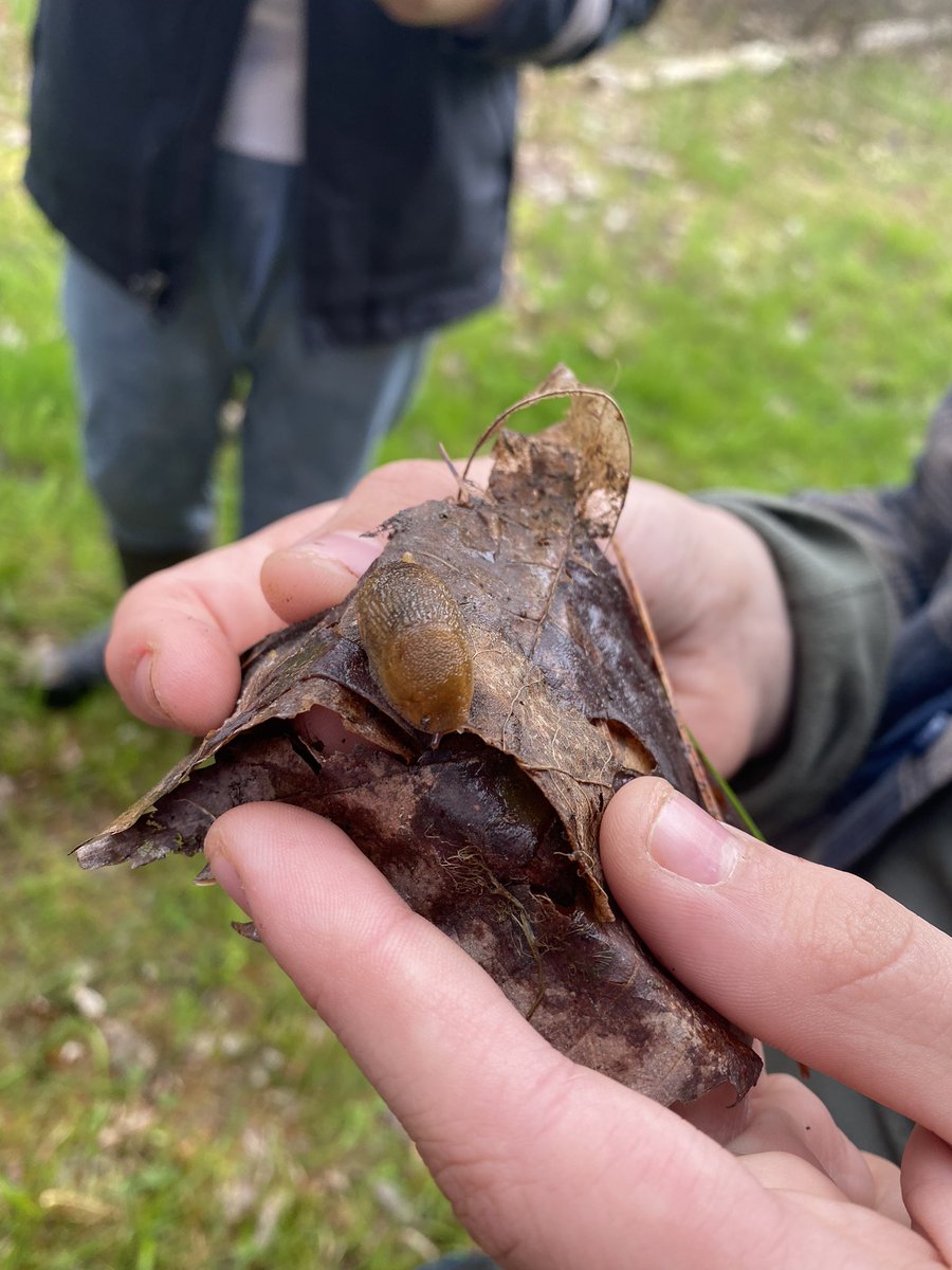 MsDelfosse's tweet photo. All kinds of good critter finds on our morning lesson! #naturalistexchange @WolfRidgeELC https://t.co/IUsRrFH6M7