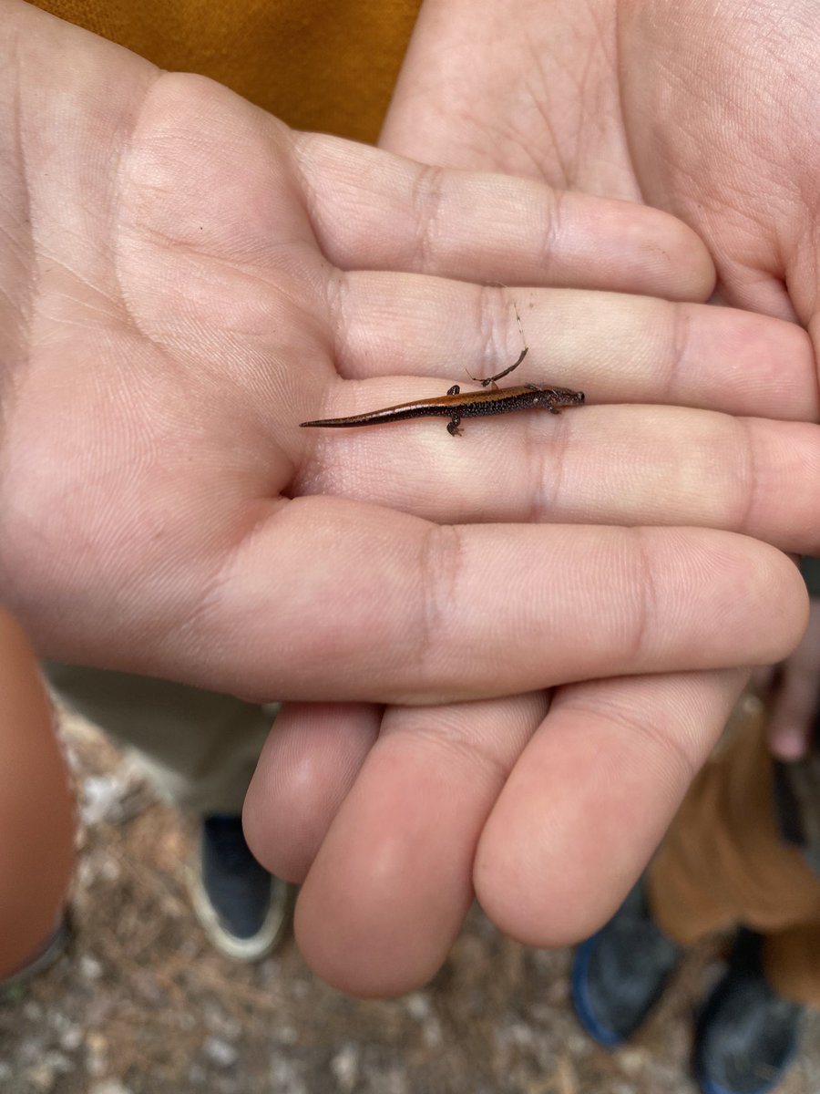 MsDelfosse's tweet photo. All kinds of good critter finds on our morning lesson! #naturalistexchange @WolfRidgeELC https://t.co/IUsRrFH6M7