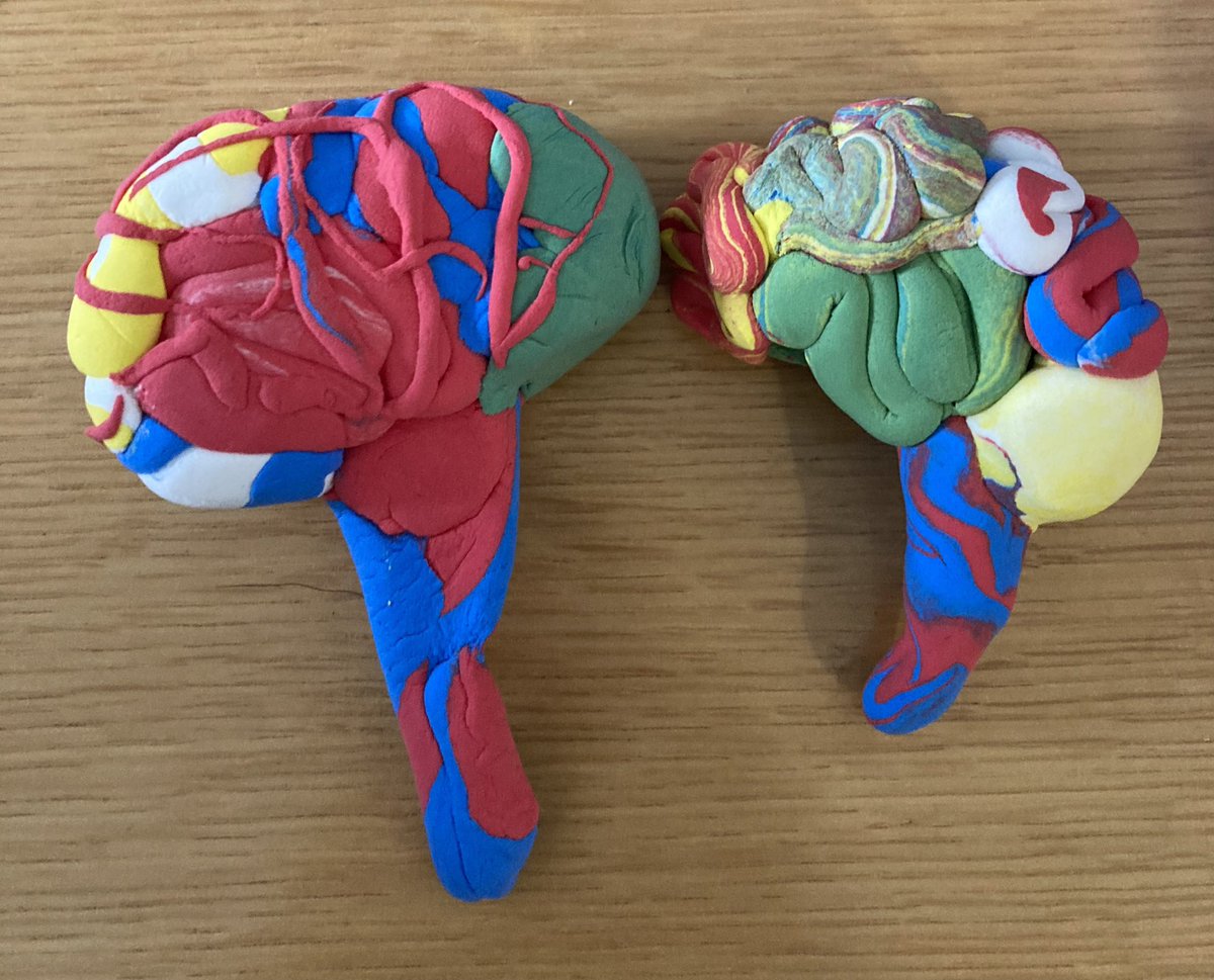 teamWorkstroke's tweet photo. Such a fun training session for our willing volunteers ahead of the build-a-brain workshops being run across #Glasgow primary schools with @DrLizzieBurns as funded outreach around #BRAIN2022 - good to take time to de-stress with modelling clay creating beautiful brains 🧠 https://t.co/MkFtFENaR2