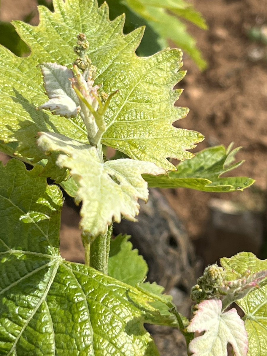 vinimalacari's tweet photo. Spettacolo davanti ai nostri occhi!
https://t.co/StfBkOxbIe

#vinimalacari #malacarivinidelsalento #vinobuono 
#malacarivinibuonipernatura #salento #winesalento #sommelier https://t.co/smiL7LjZ5e