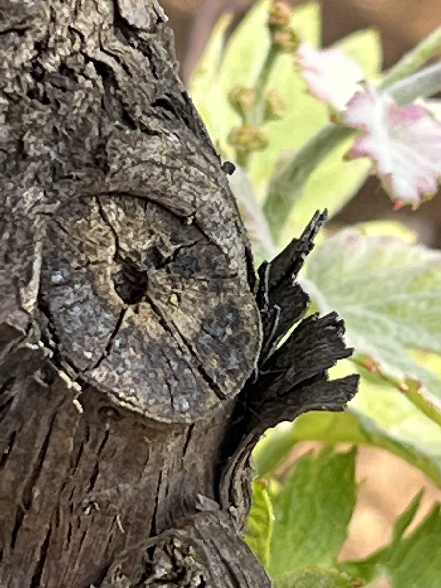 vinimalacari's tweet photo. Spettacolo davanti ai nostri occhi!
https://t.co/StfBkOxbIe

#vinimalacari #malacarivinidelsalento #vinobuono 
#malacarivinibuonipernatura #salento #winesalento #sommelier https://t.co/smiL7LjZ5e
