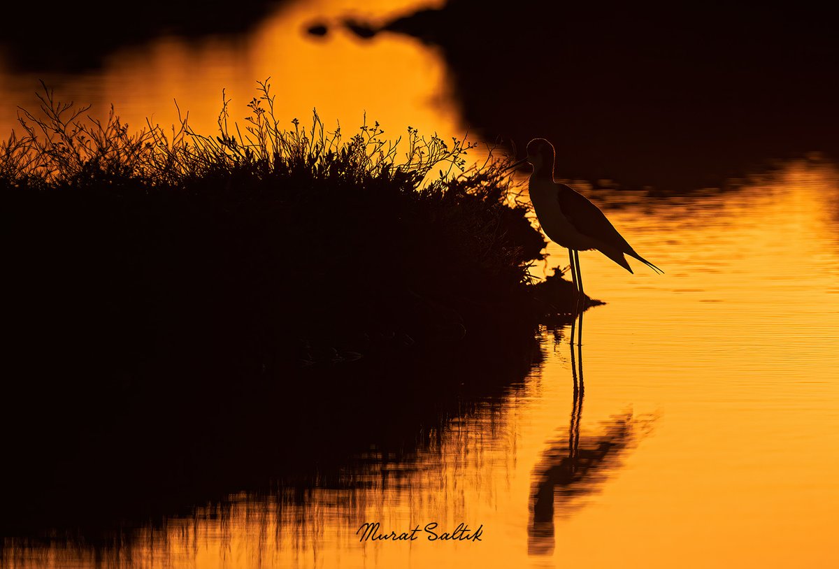 Enez'de gün batımı. Uzunbacak günün son beslenmesini yaparken.

#hangitür #birdwatching #birds #birdphotography #KuşGözlem #naturephotography #nikonphotography #zcreators #nikonz6ii