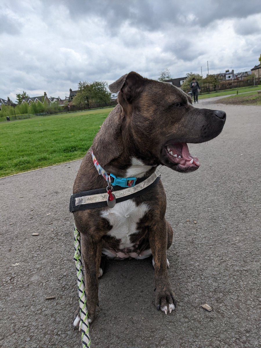 mbotreads's tweet photo. #MoveInMay2022 day 3 done with a wee walk round the park on girly's day off. Tired doggy today so yawns for #TongueOutTuesday too. Some new noises to get used to today. https://t.co/d71t7uhK12