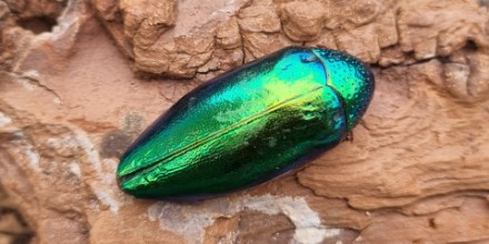 University of Bristol (@bristoluni) on Twitter photo Scientists have shown that iridescence in #beetles can work as a form of deceptive colouration as well as #camouflage. 🐞
This means iridescence can save prey even after they've been caught, serving both good looks and protection! 😍
➡️ fal.cn/3oi2E
<a href="/BristolBioSci/">University of Bristol Biological Sciences</a> Scientists have shown that iridescence in #beetles can work as a form of deceptive colouration as well as #camouflage. 🐞
This means iridescence can save prey even after they've been caught, serving both good looks and protection! 😍
➡️ fal.cn/3oi2E
<a href="/BristolBioSci/">University of Bristol Biological Sciences</a>