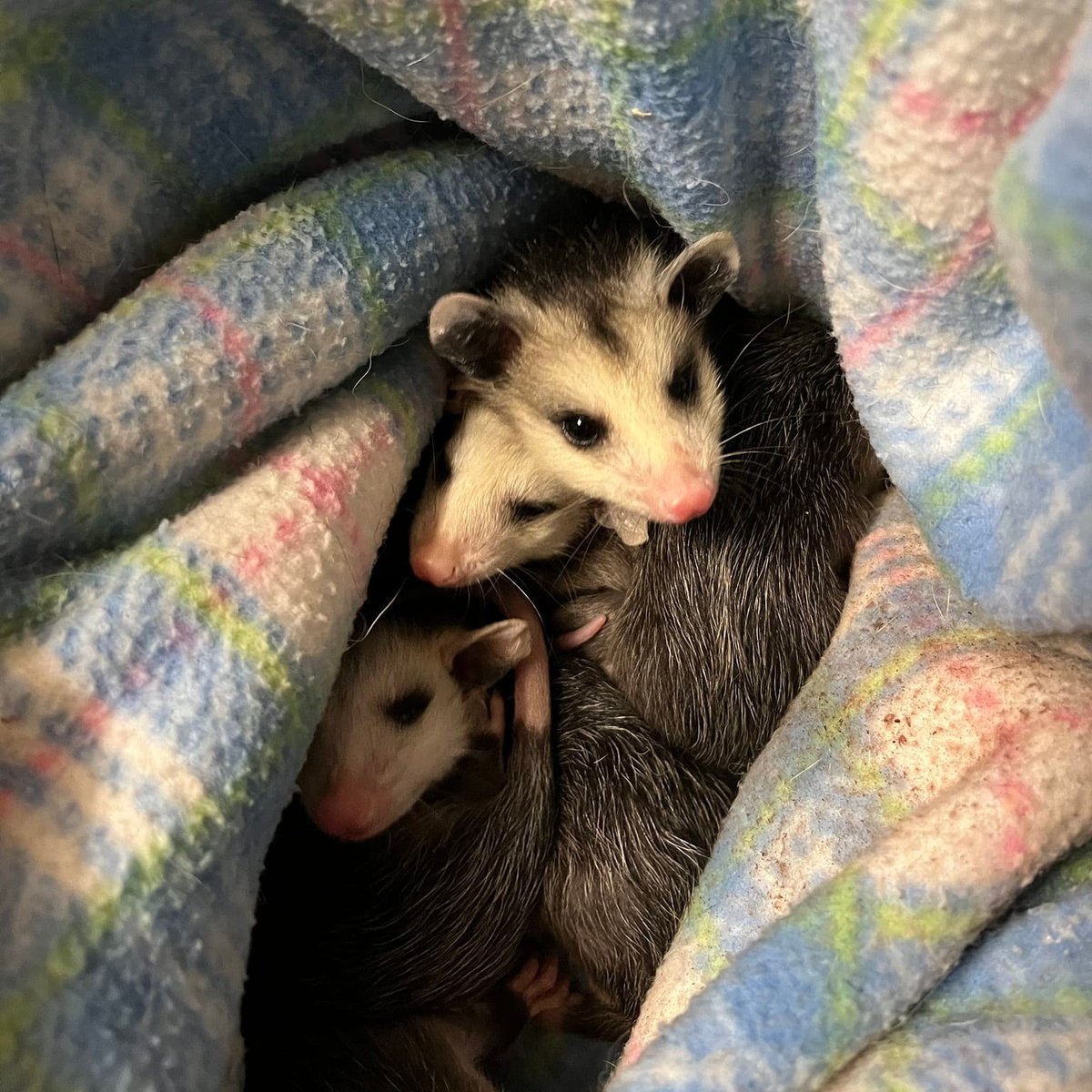 CVARescue's tweet photo. It's baby season! We have already rescued over 30 babies of several different species, both wild and domestic. Please help support baby animal care at https://t.co/OmR4QUefbu. Thank you! #GiveBIG #babyanimals #babyseason https://t.co/yfloxj9Ere