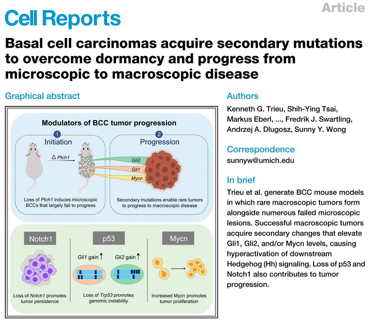 kenny93t's tweet photo. What acquired secondary mutations allow microscopic basal cell carcinomas (BCCs) to transition into macroscopic disease? Thrilled to share the latest #WongLab paper out in @CellReports! https://t.co/NEuYG5U9ON https://t.co/akQjgXYWR7