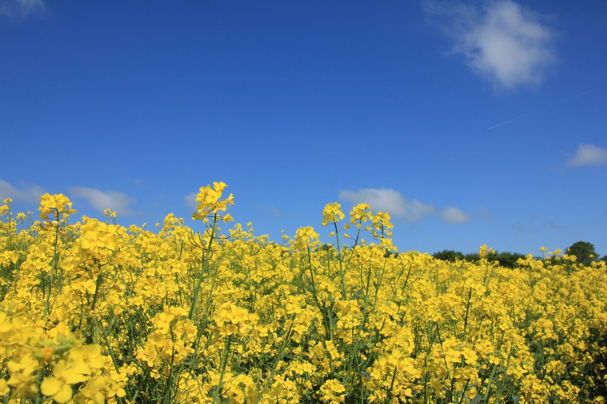 United Oilseeds &amp; Hubbards Seeds will be exhibiting at <a href="/CerealsEvent/">Cereals Event</a> 8-9 June Duxford, Cambs. Come and see us on Stand 302 for the latest on #breakcrops  <a href="/BeckiiGibbs/">Beckii Gibbs</a> <a href="/Tula205/">James  Hood</a> <a href="/holly_gourley/">Holly Gourley</a> <a href="/BeckyBeesley1/">Becky Beesley</a> <a href="/pennock66/">Ray</a> @AaronCantrill1 <a href="/jogunes1/">@JoGunes</a> <a href="/owencuos/">Owen Cligg</a> <a href="/JBJFarm/">B Jackson</a> <a href="/McGregorFarms/">McGregor Farms</a>