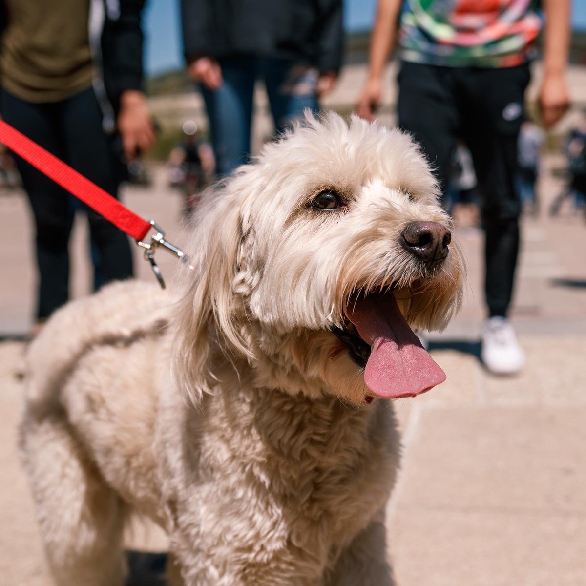 UICCSI (@uiccsi) on Twitter photo Boop twice on the nose for good luck on your finals this week!
@uicsab & <a href="/uic_gsc/">UIC Gender and Sexuality Center</a> are collaborating to bring you Doggypalooza tomorrow 12-2 in the Quad. There will be lots of dogs and new this year a “smash room” to smash the stress away!
#uic #flamesfinishstrong #thisisuic Boop twice on the nose for good luck on your finals this week!
@uicsab & <a href="/uic_gsc/">UIC Gender and Sexuality Center</a> are collaborating to bring you Doggypalooza tomorrow 12-2 in the Quad. There will be lots of dogs and new this year a “smash room” to smash the stress away!
#uic #flamesfinishstrong #thisisuic