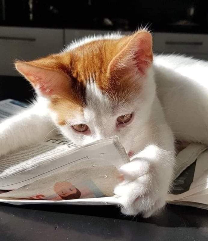 PinkPooches's tweet photo. 😃 #voraciousReader😃 https://t.co/pwaE6sE7PC