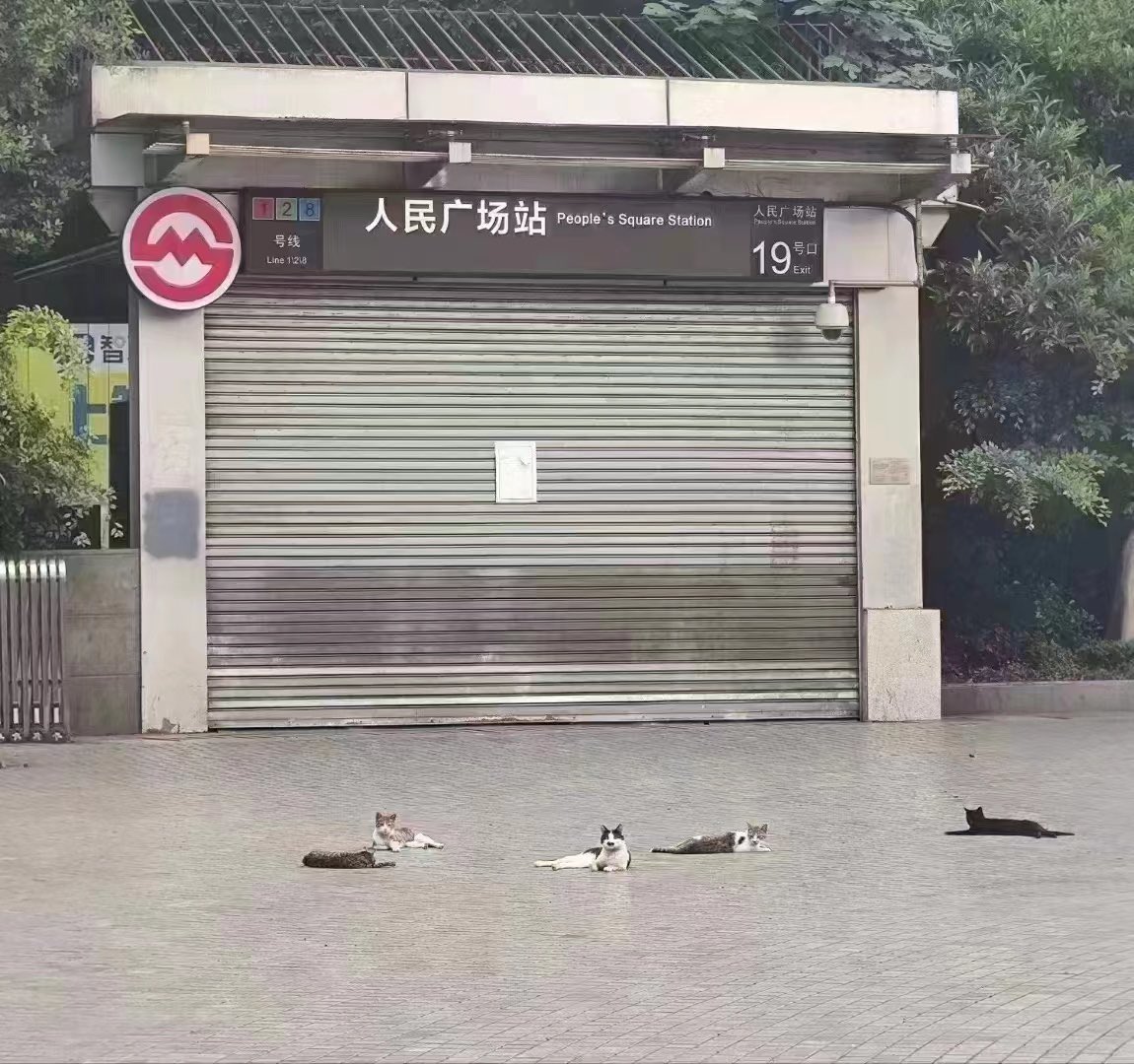 Saw this picture on WeChat. Even at the Shanghai city center, stray cats have taken over.