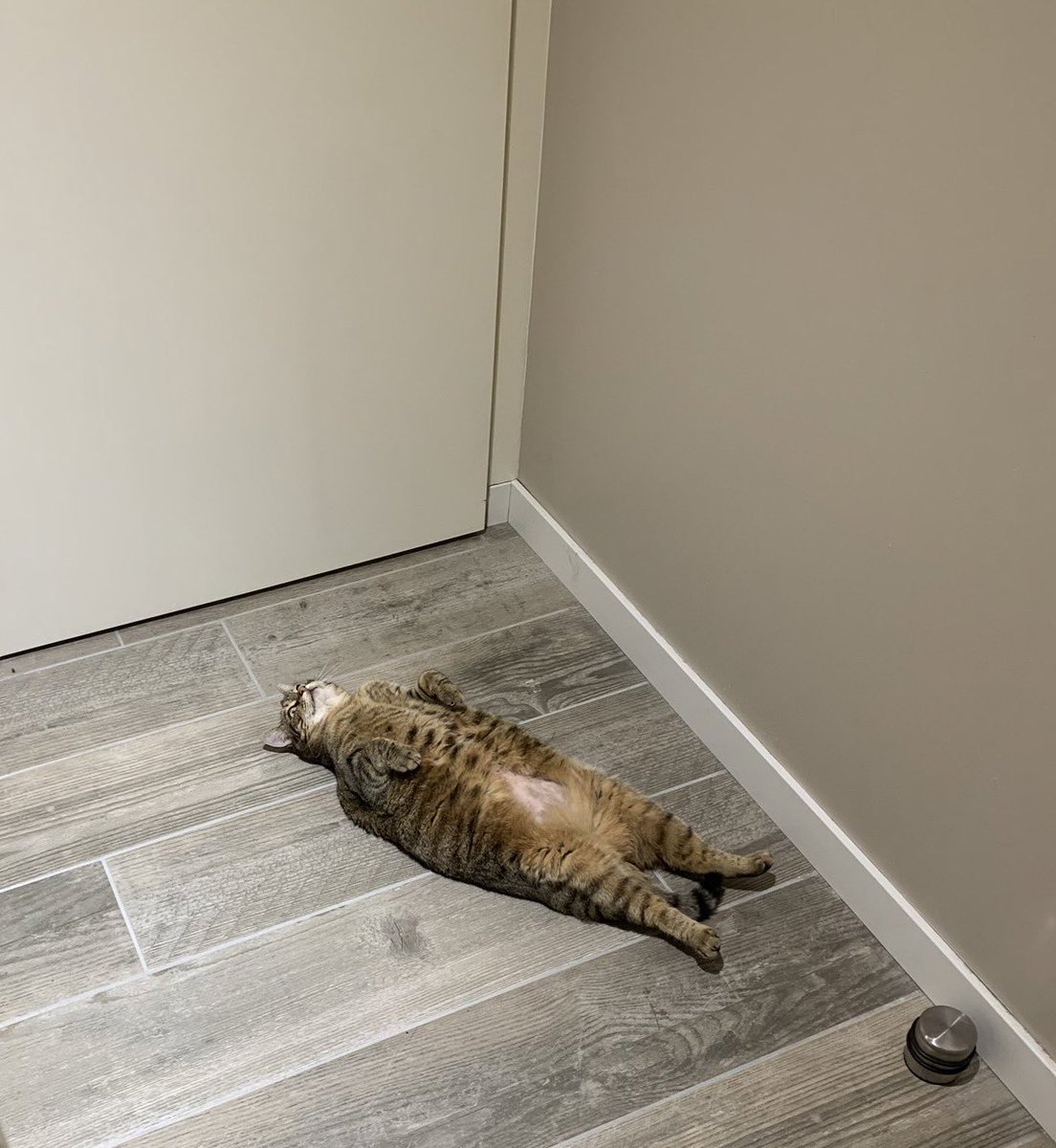 cats being weird little guys 👅 (@weirdlilguys) on Twitter photo 