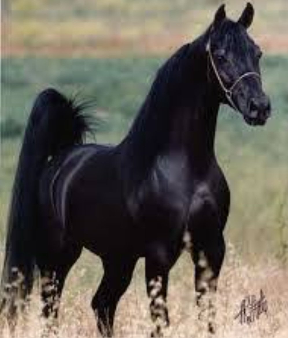 الكمال 
يسعى البشر للكمال ولا يعلمون ان كمال البشر فقط في معرفت قدراتهم اي ما يستطيعون وما لايستطيعون العيش في هذه الفسحة يمنح النفس الكمال .
ولنعلم ان كمال الخلق بعيد تمام البعد عن كمال الخالق العظيم