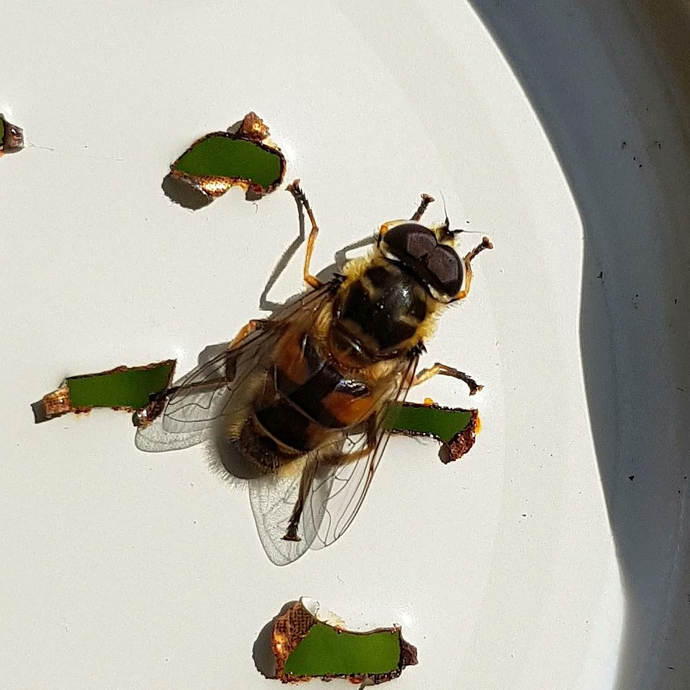 3pikt8t's tweet photo. Today the first hatching in one of the prepared glasses:
Myathropa florea (m.)
Braunschweig, 03.05.2022.
#syrphidae #myathropaflorea #hoverflylagoon https://t.co/pdAc4KUftW