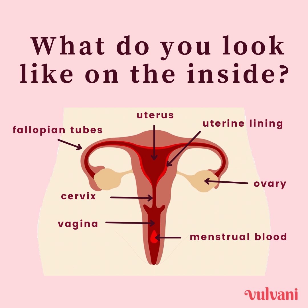 Do you know what the inside of the #female body looks like? Where is  actually your #uterus? And what is the #cervix? Let's find it out together!, image size:1080x1080