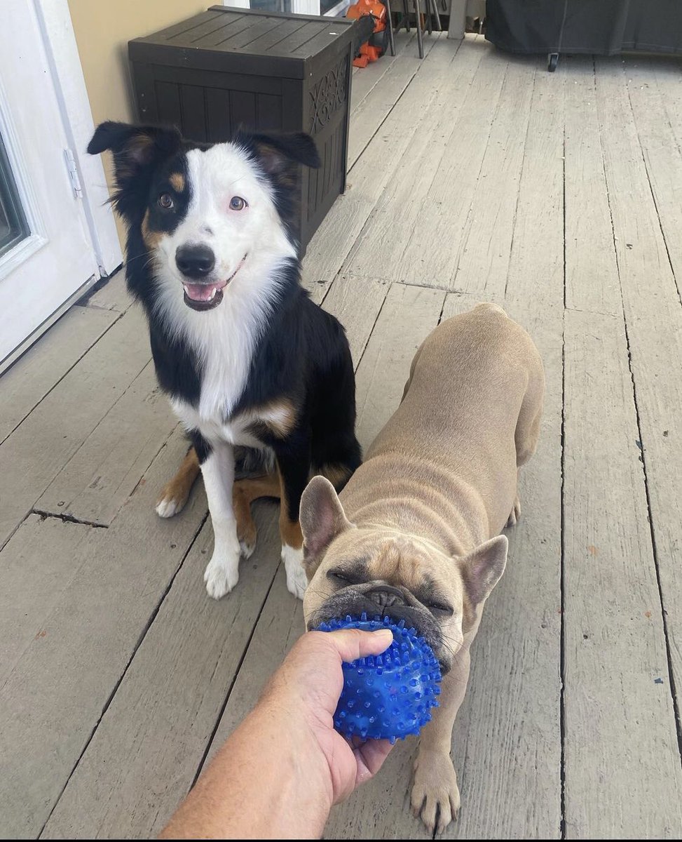 Ich vermisse euch auch immer, meine JungsAce und Audey ❤️❤️❤️❤️