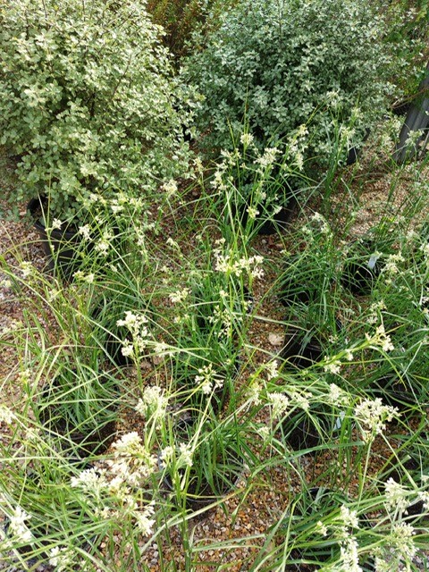 JulietSargeant's tweet photo. My #RHSChelsea New #BluePeter garden build continues, with these beautiful Luzula grasses from Knoll Gardens. Already flowering, I'm hoping these blooms stay for show week! Follow my Chelsea journey here or at https://t.co/zMleQOEaZ4
@ProjGivingBack @Poppy_Talent #discoversoil https://t.co/CDmvkf78Wn