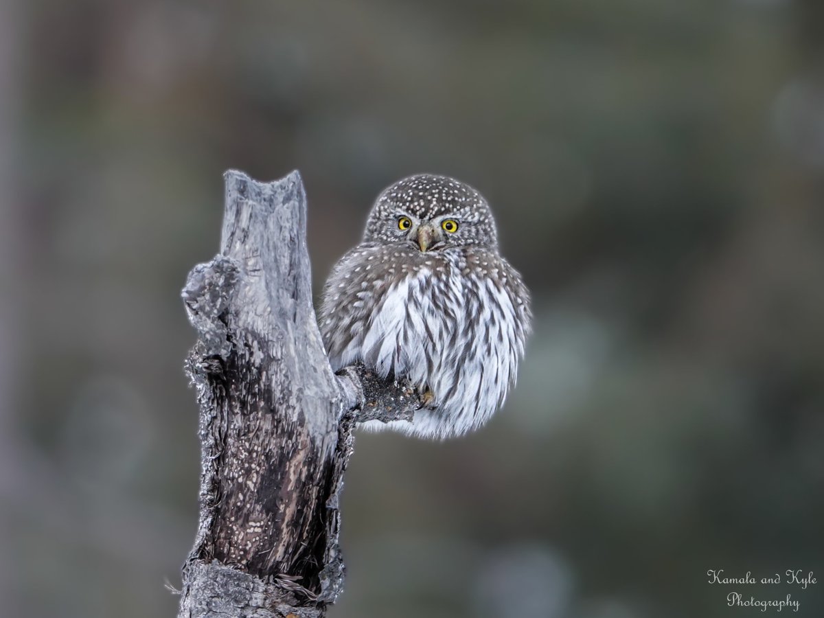KamalaKyle's tweet photo. Northern Pygmy Owl, a ball of fluff, all puffed up, Calgary 2021
~
#northernpygmyowl #pygmyowl #pygmyowls #glaucidiumcalifornicum #calgarybirds #birdsofyyc #yycbirds #calgarywildlife #yycwildlife #calgaryparks #parksofcalgary #calgarynature #naturecalgary #yycphotography https://t.co/gjv4SOzCTU