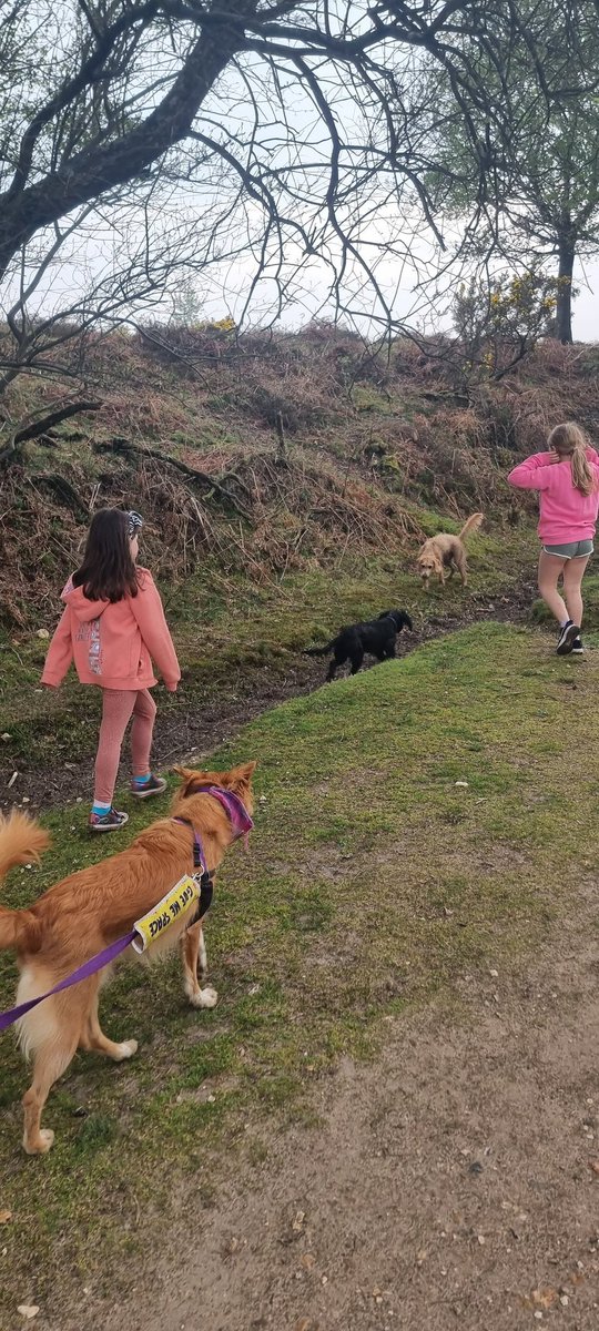 Katiharm's tweet photo. Love a dog walk https://t.co/47YIc0Cl2q