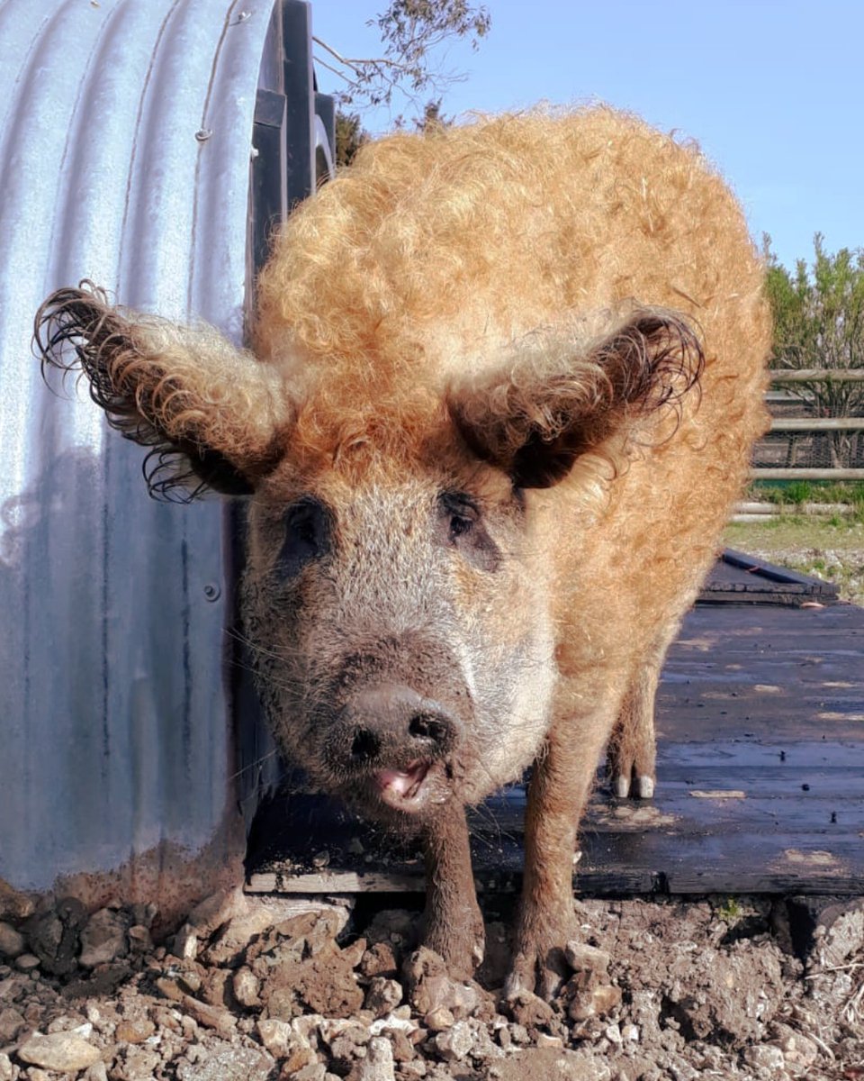 Have you said hello to Birdworld's woolly pigs yet? 🐖 Birdworld's Jenny Wren Farm opened in 1990, and since then it has quickly become one of the most popular areas of the park! 📷 Emma, Jenny Wren Farm Deputy Team Lead