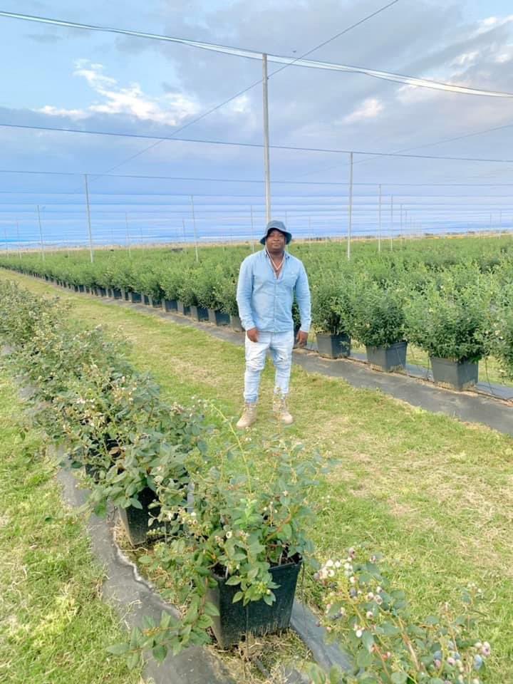 MwaleClarence's tweet photo. 📍Nyabira, Zimbabwe

🫐 60ha under cover 

https://t.co/uWXxTRwVVy https://t.co/08ejBGLMAY