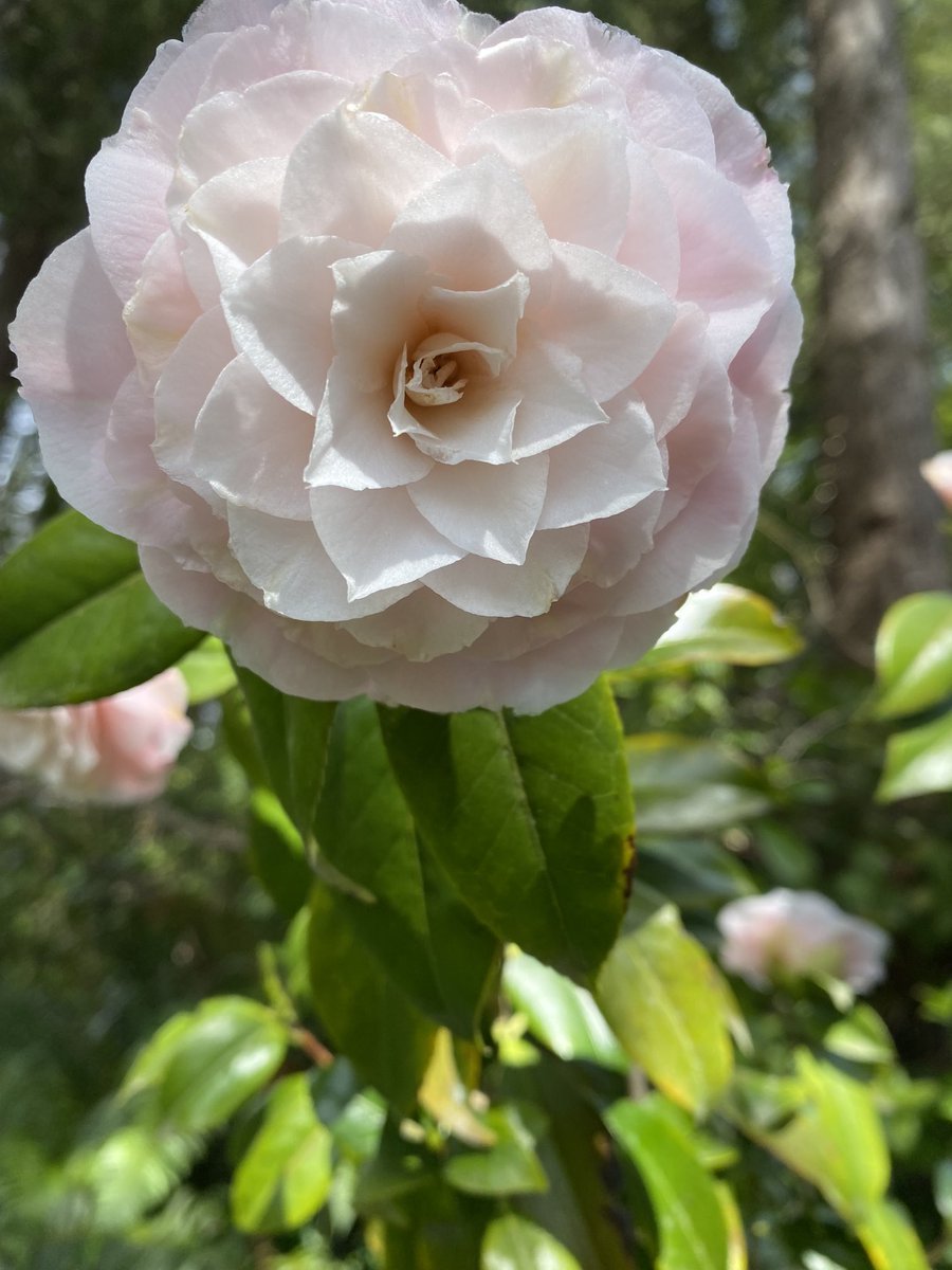 mahonjones's tweet photo. Not much matches the exquisite perfection of a spring Camillia flower. #garden #springinvancouver #gardeningTwitter https://t.co/H3ridOhPXA