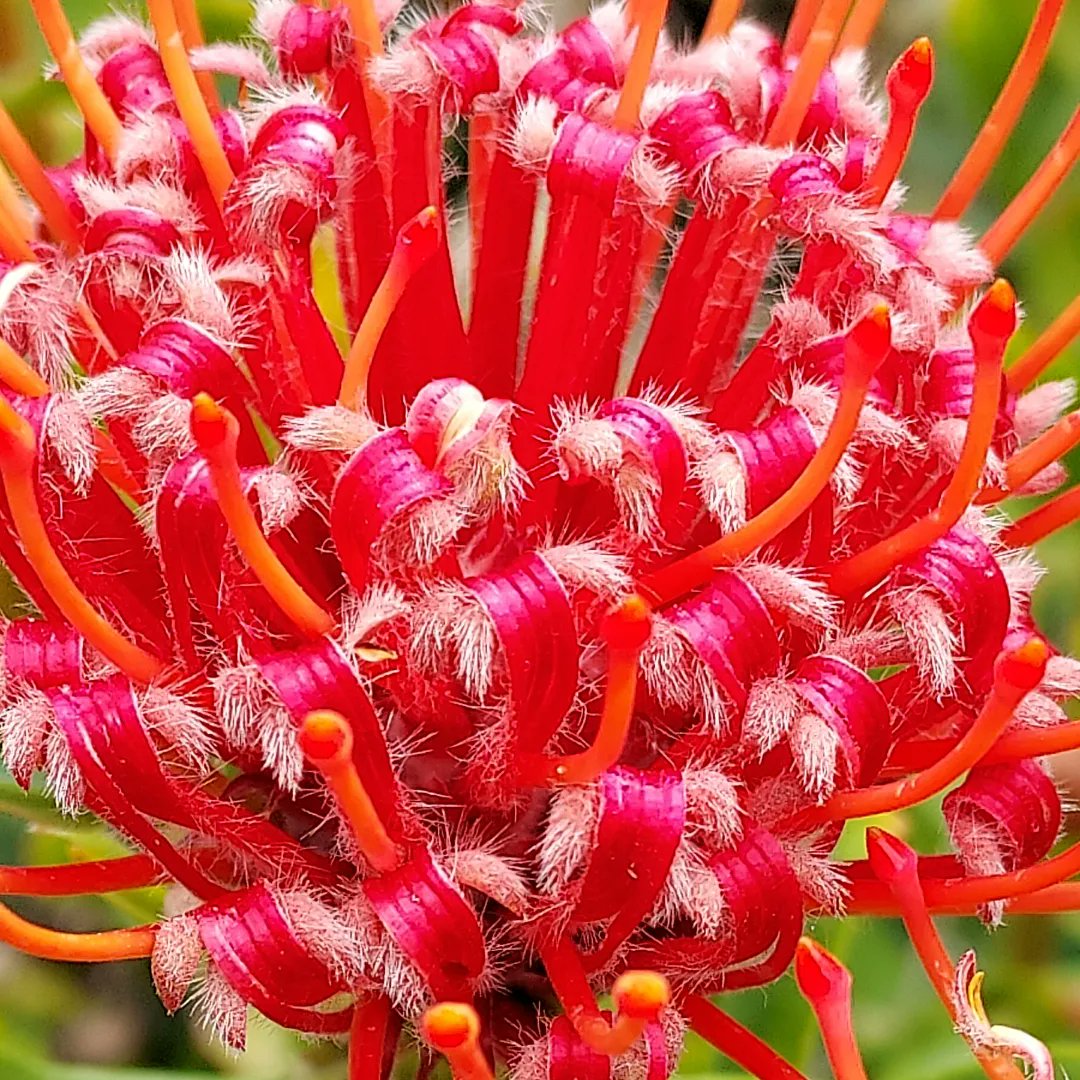 PerishedGarden's tweet photo. #RedTuesday
This is the second year for the Pincushion Flower in my yard. I think it looks happy ๐ ๐ท๐ท๐
#pincushion #PincushionProtea #PincushionCarnival #MarsTuesday #Tuesday #flowers #plants #Garden #diygarden #blooms #springBlooms https://t.co/6y8PNtRX4z