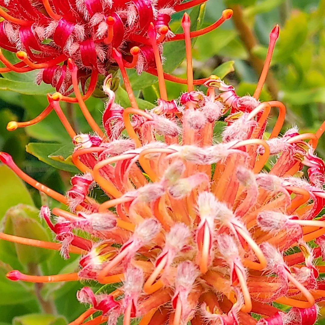 PerishedGarden's tweet photo. #RedTuesday
This is the second year for the Pincushion Flower in my yard. I think it looks happy ๐ ๐ท๐ท๐
#pincushion #PincushionProtea #PincushionCarnival #MarsTuesday #Tuesday #flowers #plants #Garden #diygarden #blooms #springBlooms https://t.co/6y8PNtRX4z