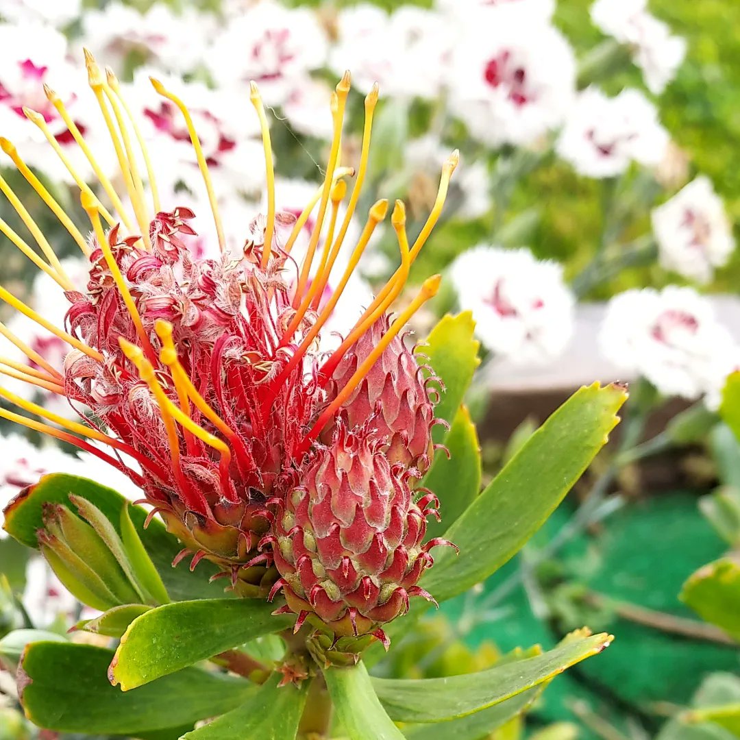 PerishedGarden's tweet photo. #RedTuesday
This is the second year for the Pincushion Flower in my yard. I think it looks happy ๐ ๐ท๐ท๐
#pincushion #PincushionProtea #PincushionCarnival #MarsTuesday #Tuesday #flowers #plants #Garden #diygarden #blooms #springBlooms https://t.co/6y8PNtRX4z