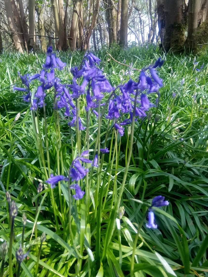 ABCCtweets's tweet photo. @LaylaMoran Bluebells in Appleton/Besselsleigh, and spring flowers near an ancient temple to Demeter in Greece (2009). Hope you feel better soon. https://t.co/oIij3N1dwC