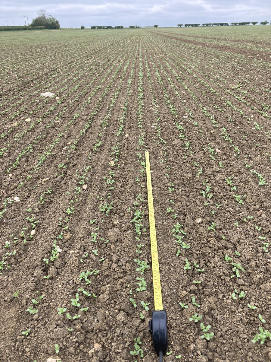 Bliss linseed establishment has been really good considering the dry conditions. 720 plants/m2 established, 820 seeds/m2 planted. Drilled 14/04/22. @Elsomsseeds @OpenfieldTM