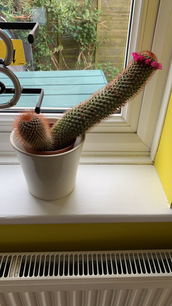 SamWheeler612's tweet photo. My cactus is flowering…. What? What’s funny? #gutterminds #mammillaria #cacti  #oppositeofacrownofthorns https://t.co/pXrpRuc4s2
