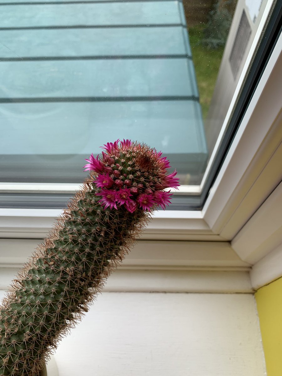 SamWheeler612's tweet photo. My cactus is flowering…. What? What’s funny? #gutterminds #mammillaria #cacti  #oppositeofacrownofthorns https://t.co/pXrpRuc4s2
