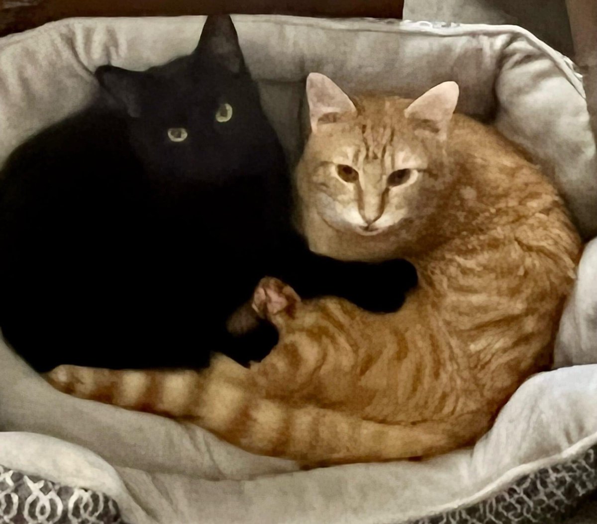 PFAgetfixed's tweet image. Binx &amp;amp; Leo 
TRIPLE your donation $ when you donate now thru May 5 at 6pm. Link in bio  #spay #neuter #spayandneuter #dogsofinstagram #dog #dogs #doggy #cat #cats #catsofinstagram #nonprofit 
#thebigpayback #communityfoundationofmiddletennessee
