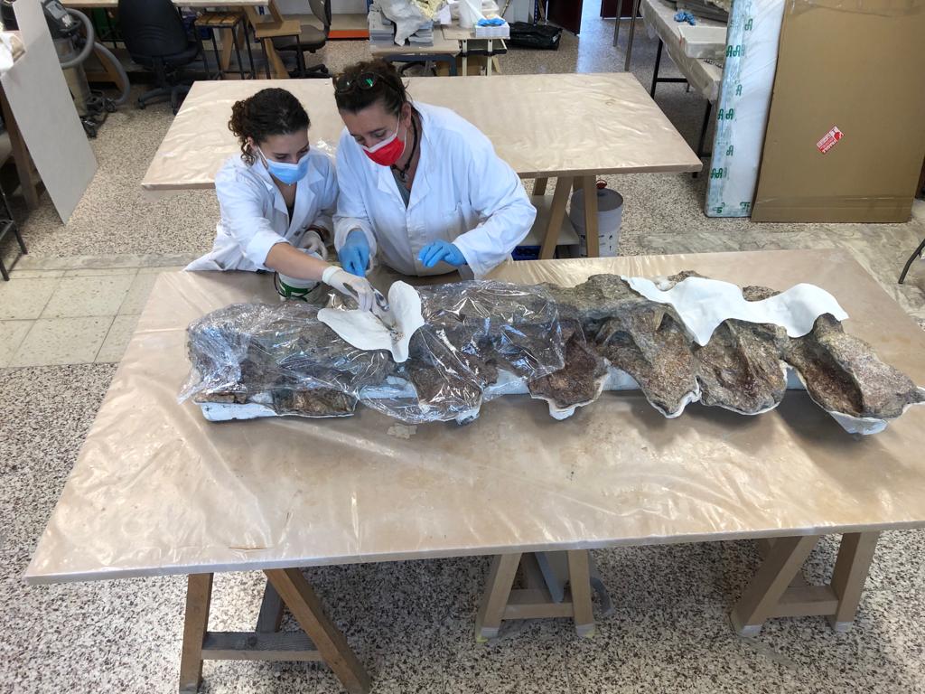 frco_ortega's tweet photo. Si se pretende describir estas vértebras de titanosaurio, habrá que darles la vuelta…. y no es tan fácil. Con 
@ConservacionGBE, @FerEscaso, @JaviFM96 en 
@bbaaculturaUCM
#Dinosaurios de #LoHueco https://t.co/YFpdKnzLaf