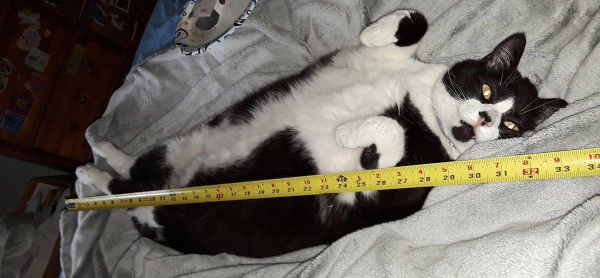 CryptCreeperOG's tweet photo. Hooman said dis my toddler growf chart 😹 Dis mean I be growed?  #Tuxtuesday #tuxietuesday #TuxieGang #tuxietribe #Tuxiesrule #Tuxtuesday #CatsOfTwitter #TunaTuesday #TongueOutTuesday https://t.co/MjD8oB1Iny