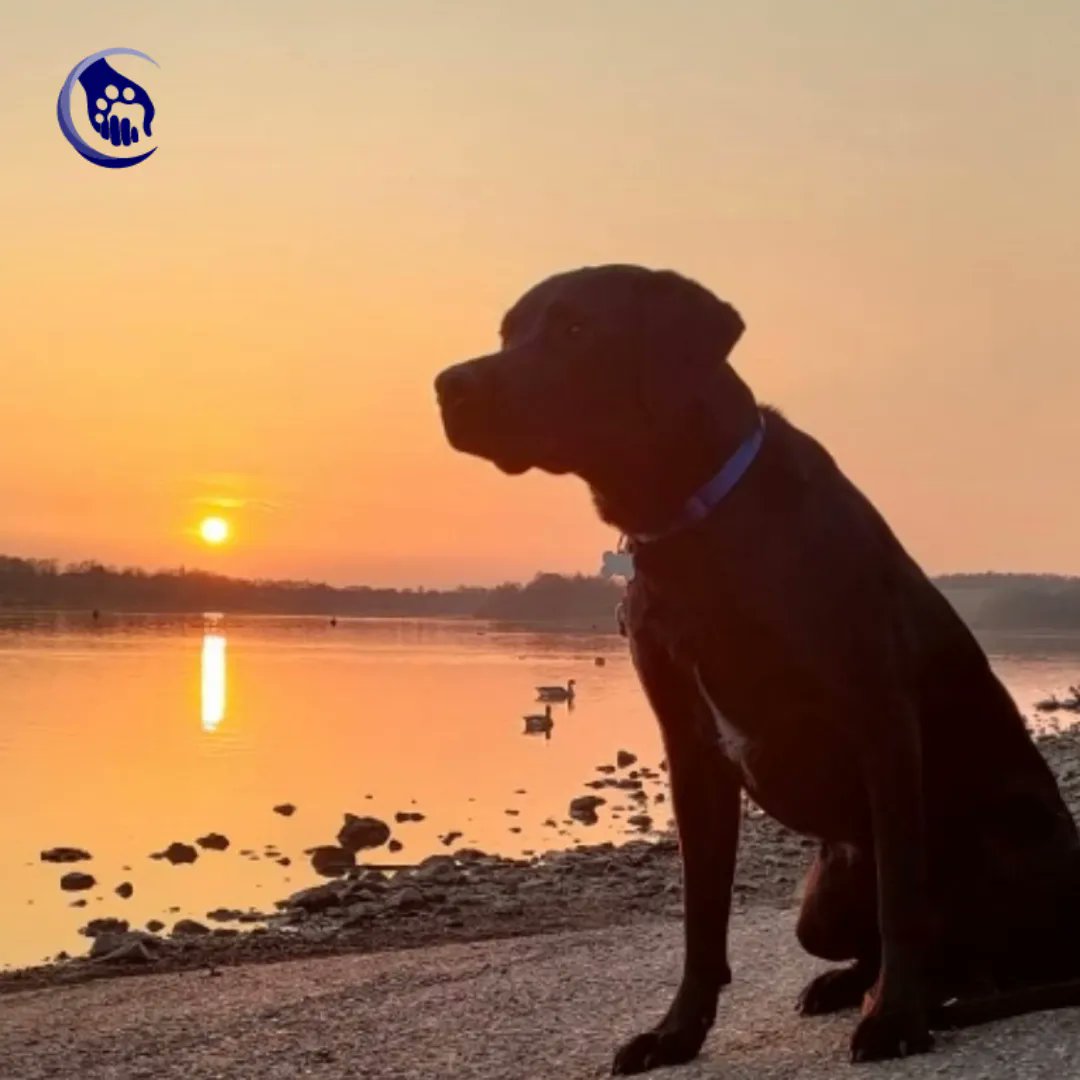 dogs_autism's tweet photo. Puppy Parents Wanted! Can you commit to looking after a puppy or young adult dog for 1-2 years? Can you help us and be part of the exciting journey our trainee dogs take? Visit our website to find out more: https://t.co/md8pey872X #canyouhelp #assistancedogs #autism #helpinghands https://t.co/0uibhWnBEB
