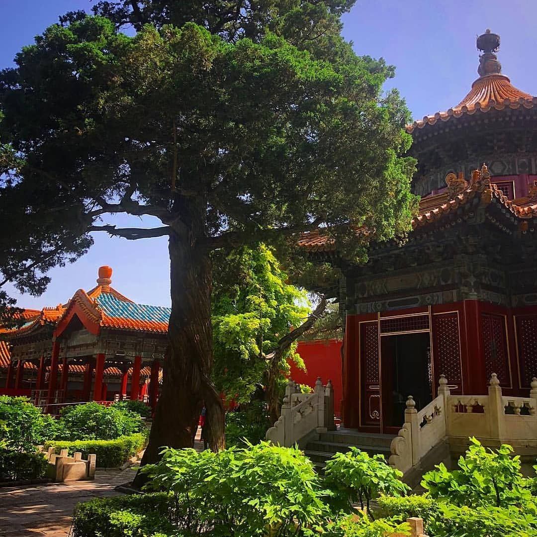 fuedicho's tweet photo. "El mejor momento para plantar un árbol fue hace 20 años. El segundo mejor momento es ahora".
Proverbio  chino
#Fuedicho https://t.co/BVUTJmVczD