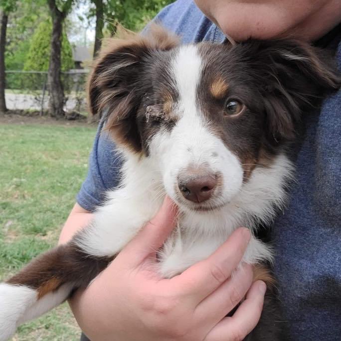 FWAbandoned's tweet photo. Argggg, Captain Avery here looking for my treasure, a forever home!  Apply to adopt me!  https://t.co/VMNAGkdxLq #AdoptDontShop #rescuedog #dogsoftwitter #pirate #dogsofDFW #FWAAA https://t.co/SLhgtXFSZ0