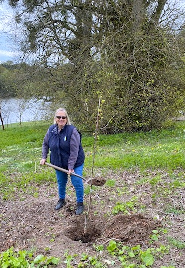 The Wonderful Christine Horton has given Brygwyn Garden Tillia Platyphyllos Laciniata (Cut Leaf Lime) and planted it to commemerate the Queens Platinum Jubilee!

#bryngwyngardens #platinumjubilee