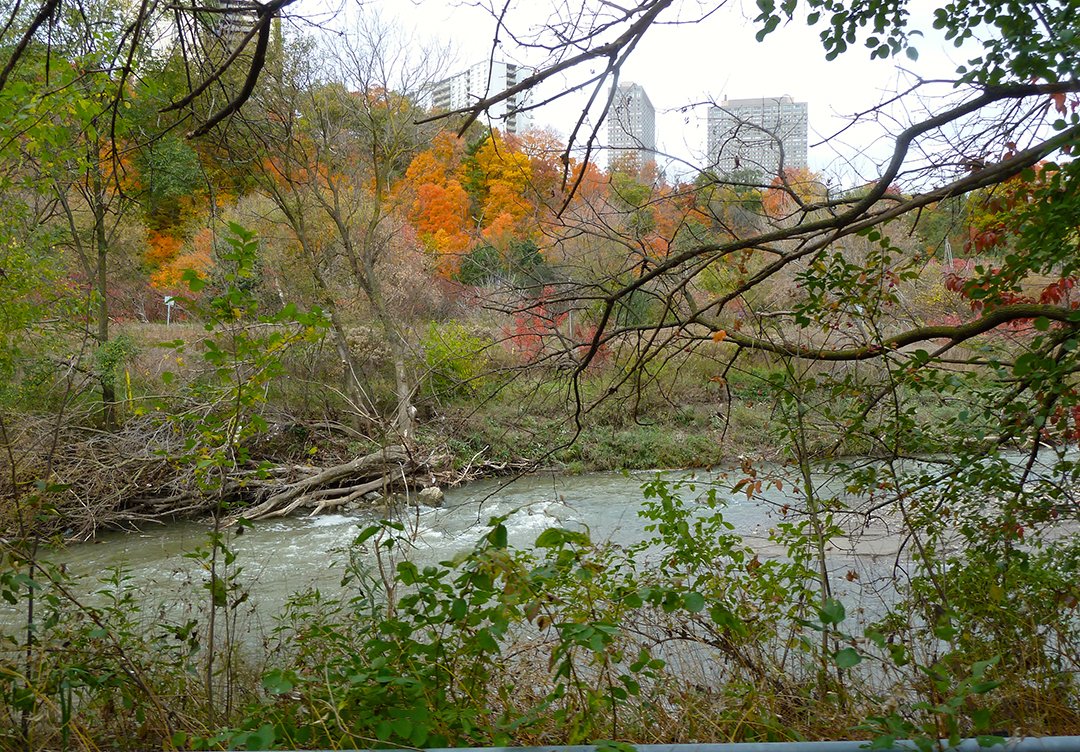 WaterfrontTO's tweet photo. What do you remember of the Don River? Do you have a favorite place or favorite memory of being on the Don? Share your story with @the_free_seas for the Don River Radio Podcast by calling (416) 596-0249.
More info: https://t.co/tKiYd2cvgC
📷: Cherie Daly https://t.co/mRE6rbLV4L