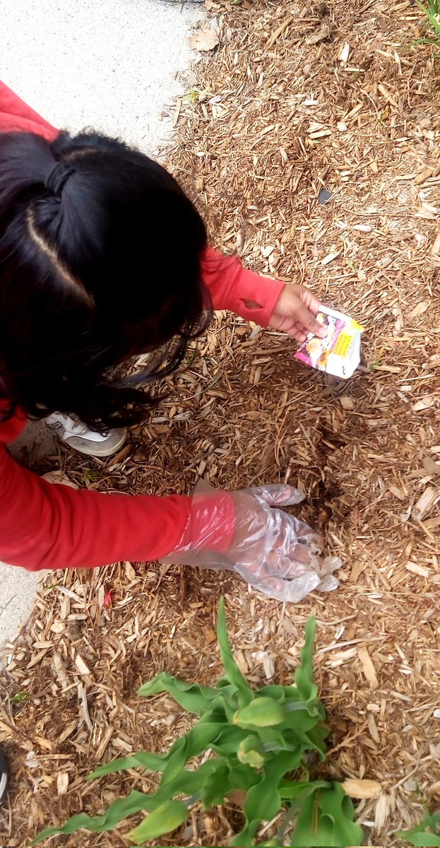 monique_smith00's tweet photo. T'was so much fun and learning #connectingwiththeland and  #gettingourhandsdirty🌱 today @malvern_ps. #GetOutsideMonth @TOES_TDSB
 
@MmeCheong @bloommrs1 @PavlovicMrs @bonnietopple https://t.co/yobJD0yU24