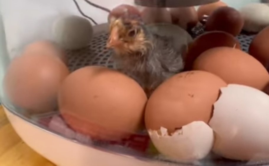 A baby chick hatched today in Mr. Smith's class! We are excited to get the webcam going so the entire school can be involved in the excitement and see the rest of the them hatching!