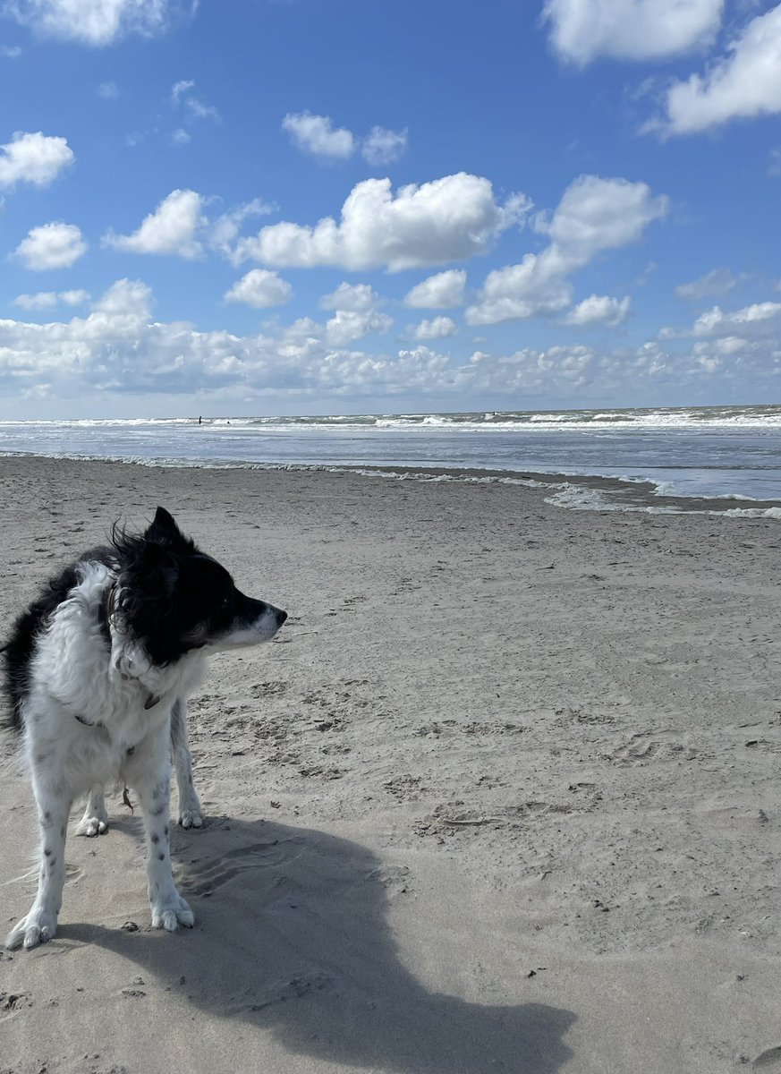 Jackthegoodboy1's tweet photo. Hallo #Twitterrudel ich war hier:  #Nordsee …#Strand gehörte ganz klar mir. Ein paar aufdringliche Dackel wollten spielen…Nix da! …unter meiner Würde!! …sind dann weitergezogen…pah! https://t.co/8E7X8MQPxm
