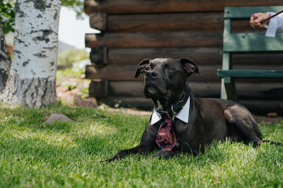 This 🐕 guy is so handsome! 😍 He gets the best-dressed award fur sure! #WeddingTux
📸 #SimplyLovePhotographyAndDesign
#weddingdogs #dogwithtie